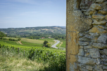 Reportage photo viticole avbb beaujolais biodiversité des vignes