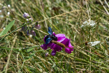 Reportage photo viticole avbb beaujolais biodiversité des vignes