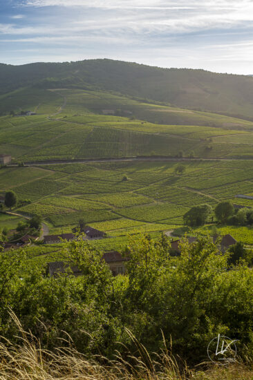 Reportage photo viticole avbb beaujolais biodiversité des vignes