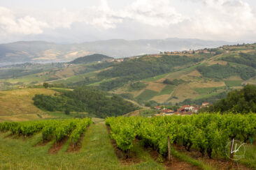 Reportage photo viticole avbb beaujolais biodiversité des vignes