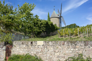 Reportage photo viticole avbb beaujolais biodiversité des vignes