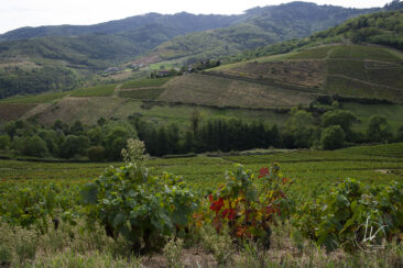 Reportage photo viticole avbb beaujolais biodiversité des vignes