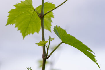 Reportage photo viticole avbb beaujolais biodiversité des vignes