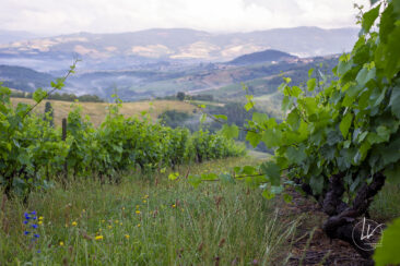 Reportage photo viticole avbb beaujolais biodiversité des vignes