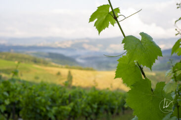 Reportage photo viticole avbb beaujolais biodiversité des vignes