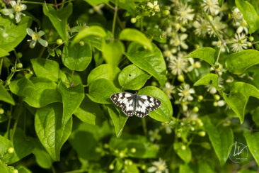 Reportage photo viticole avbb beaujolais biodiversité des vignes