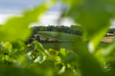 Reportage photo viticole avbb beaujolais biodiversité des vignes