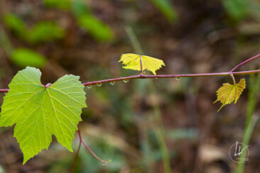 Reportage photo viticole avbb beaujolais biodiversité des vignes