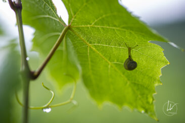 Reportage photo viticole avbb beaujolais biodiversité des vignes
