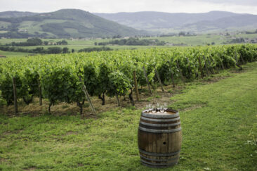 Photographe viticole Bourgogne Beaujolais - reportage photographique au domaine hamet spay