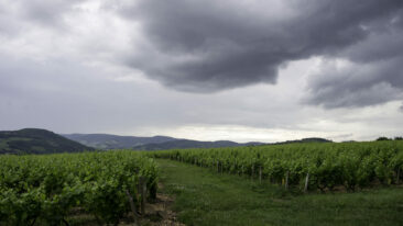 Photographe viticole Bourgogne Beaujolais - reportage photographique au domaine hamet spay