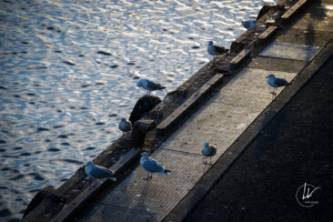 Photographie port de pêche Guilvinec